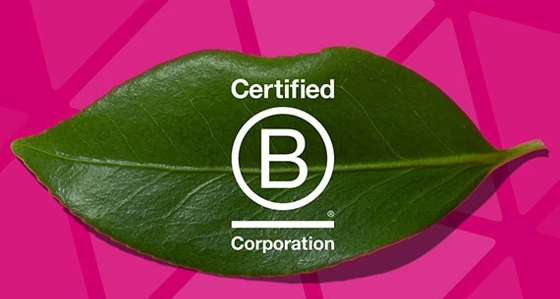 The Certified B corporation Logo over a leaf on a pink background