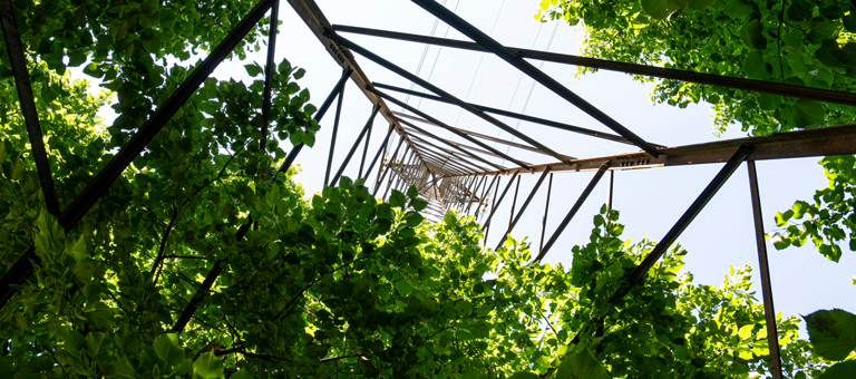 Looking through trees up to a electricity pylon