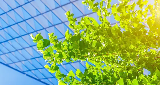 A close up of leaves and branches under a glass-panelled roof